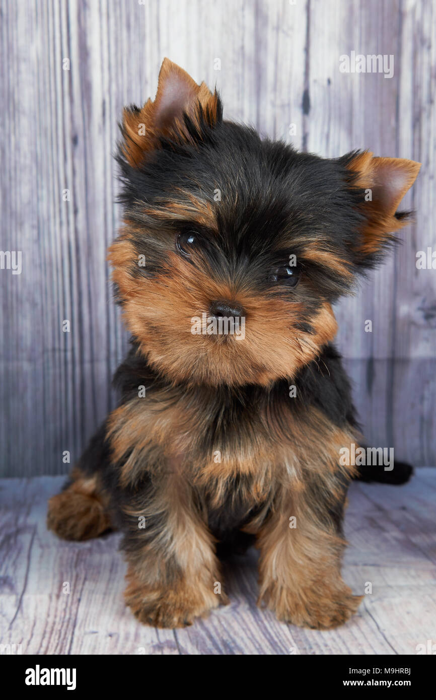 Petit Et Mignon Chiot Yorkshire Terrier Du Siege Au Plancher En Bois Gris Photo Stock Alamy