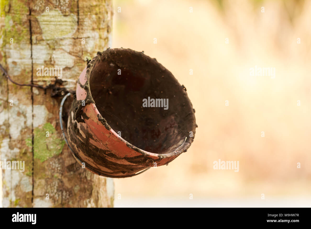 Bol de lait arbre à caoutchouc Banque D'Images