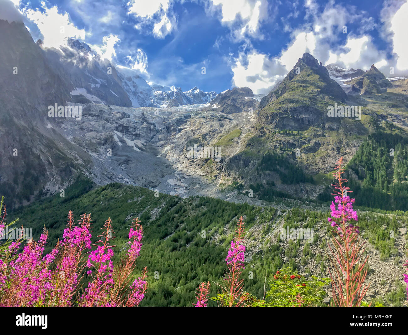 Glacier de Miage, rose fireweeds, vallée d'aoste, Italie Banque D'Images
