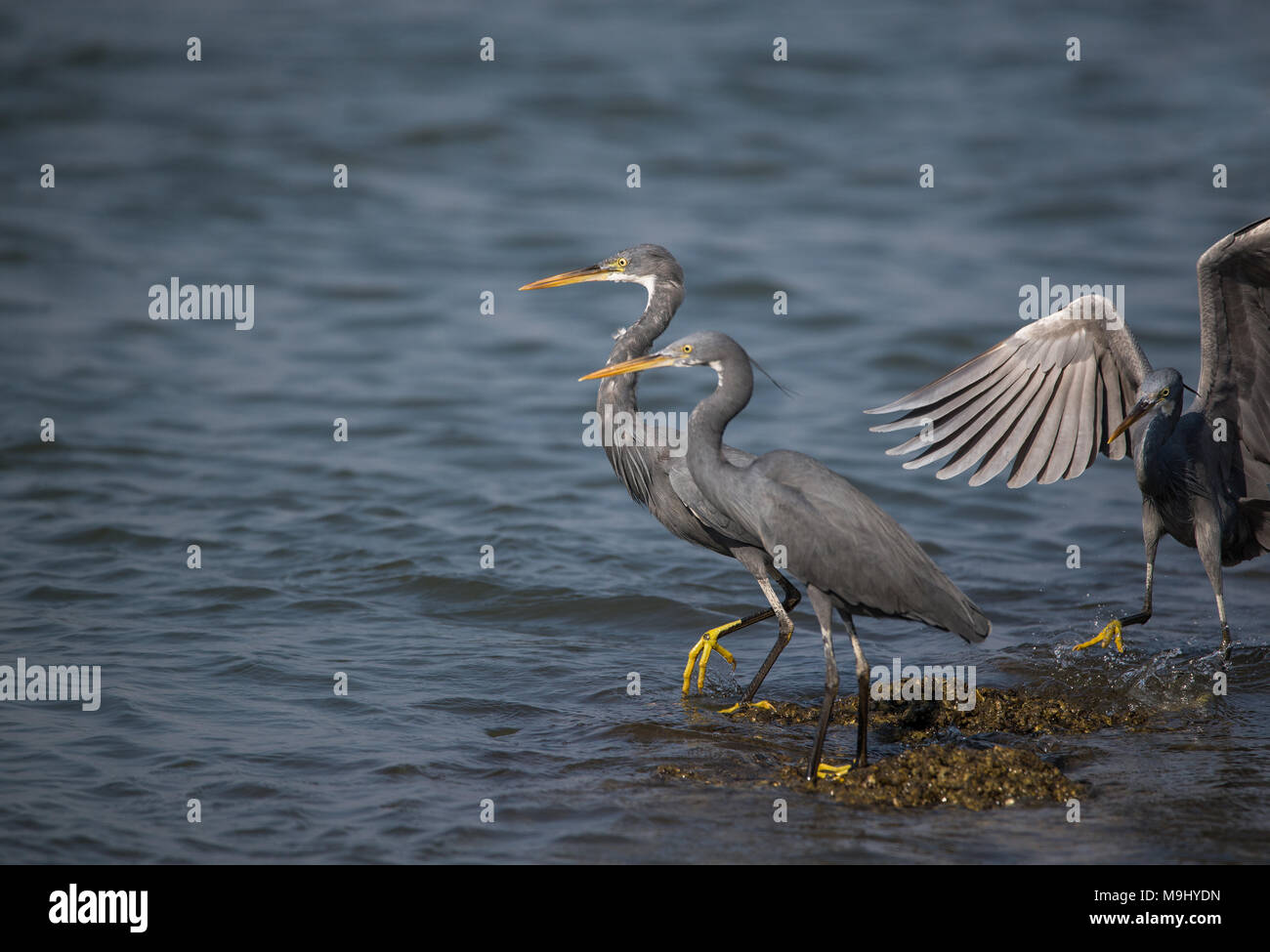 Western reef heron oiseaux pêcheurs de la mer Banque D'Images