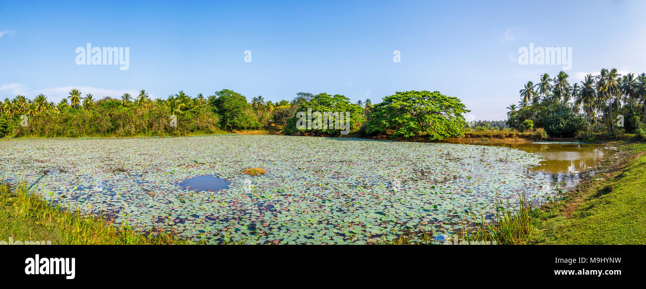 Sri Lanka Rural point de vue : vue sur une route typique de nymphéas tropicaux rural préservé campagne avec ciel bleu sur une journée ensoleillée Banque D'Images