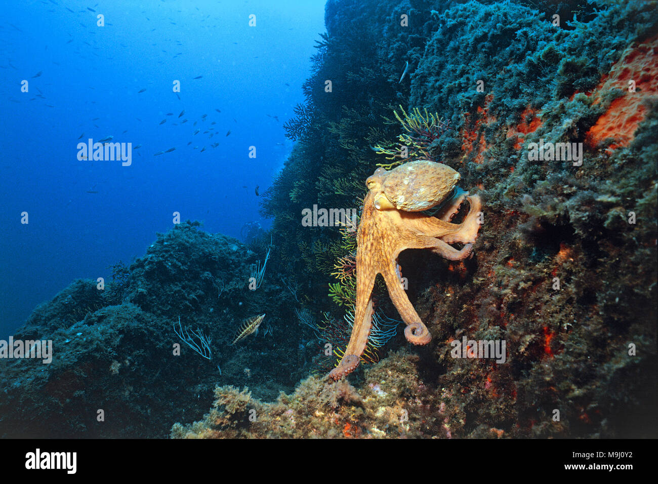 Poulpe commun (Octopus vulgaris) à un récif de la méditerranée, Benidorm, Costa Blanca, Espagne, Europe Banque D'Images