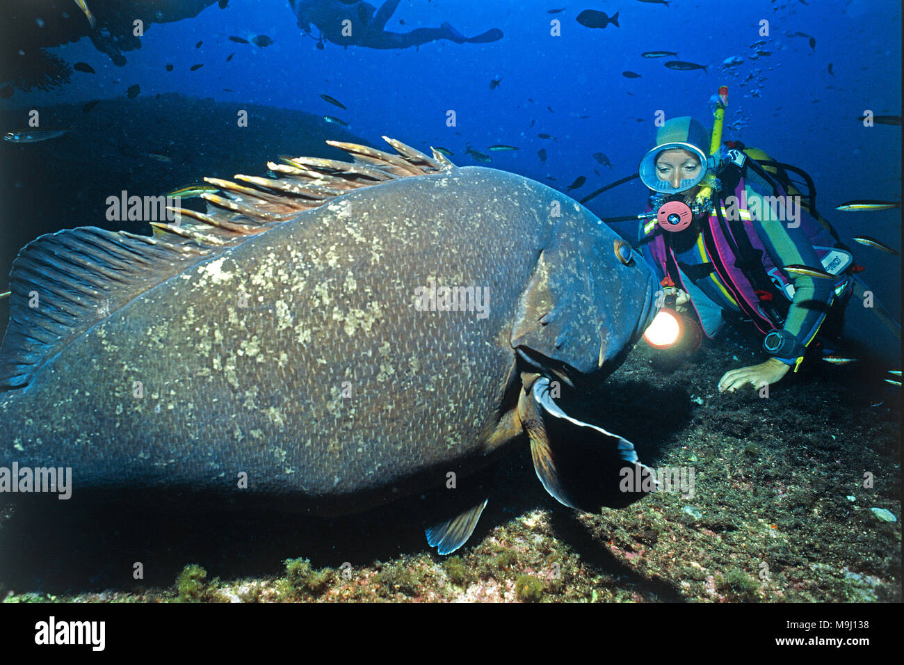 Scuba Diver et Dusky grouper, Epinephelus marginatus (mérou commun), Iles Lavezzi, Corse, France, Europe, mer Méditerranée Banque D'Images