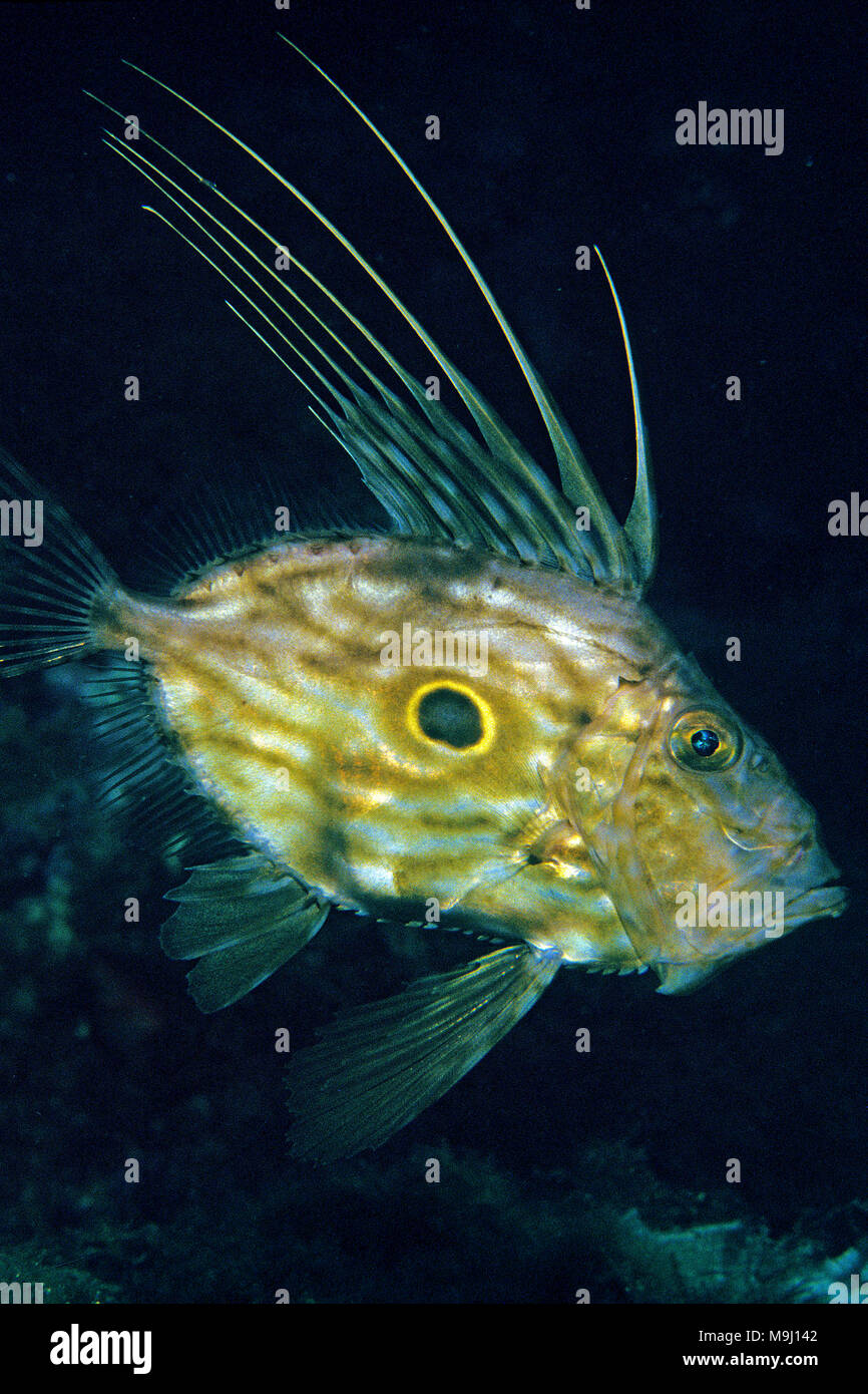 Atlantique John Dory, Doree (Zeus faber), Cagliari, Sardaigne, île, Italie, Europe, mer Méditerranée Banque D'Images