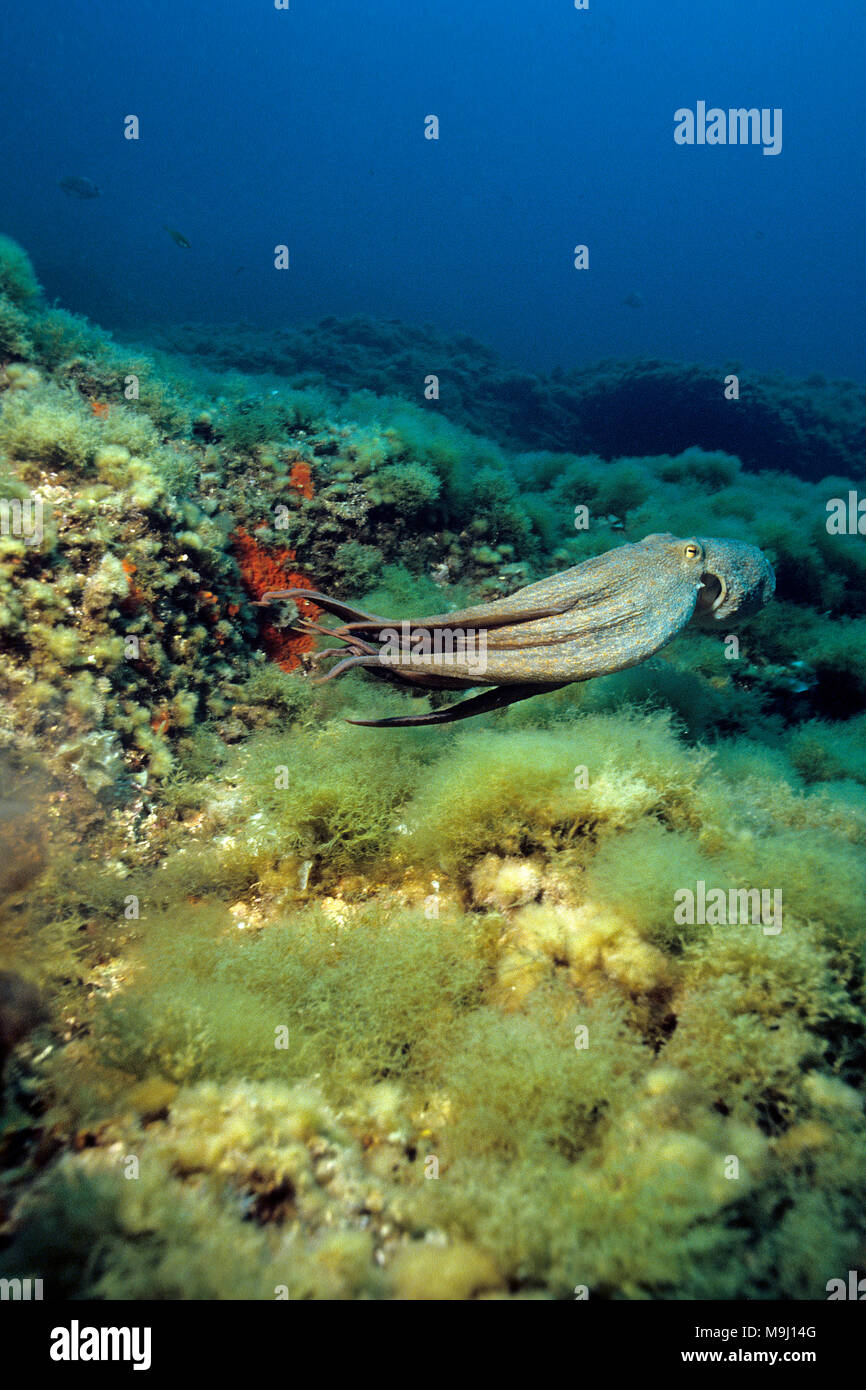 Poulpe commun (Octopus vulgaris) Nager à un récif de la méditerranée, Benidorm, Costa Blanca, Espagne, Europe Banque D'Images