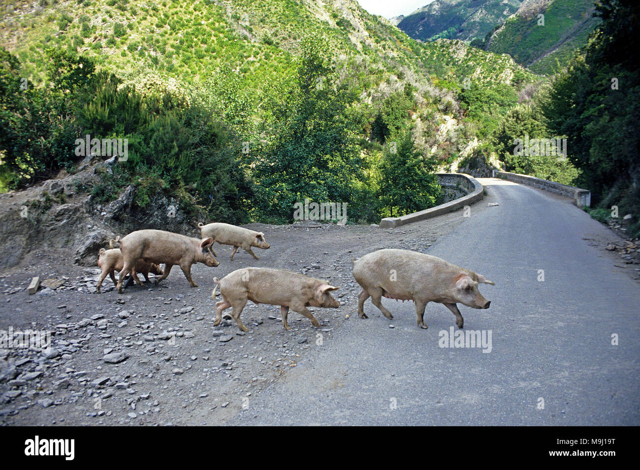 Les porcs vivant en liberté sur la route, se nourrit de châtaignes et de glands, viandes savoureuses, Corse, France, Europe, Méditerranée Banque D'Images
