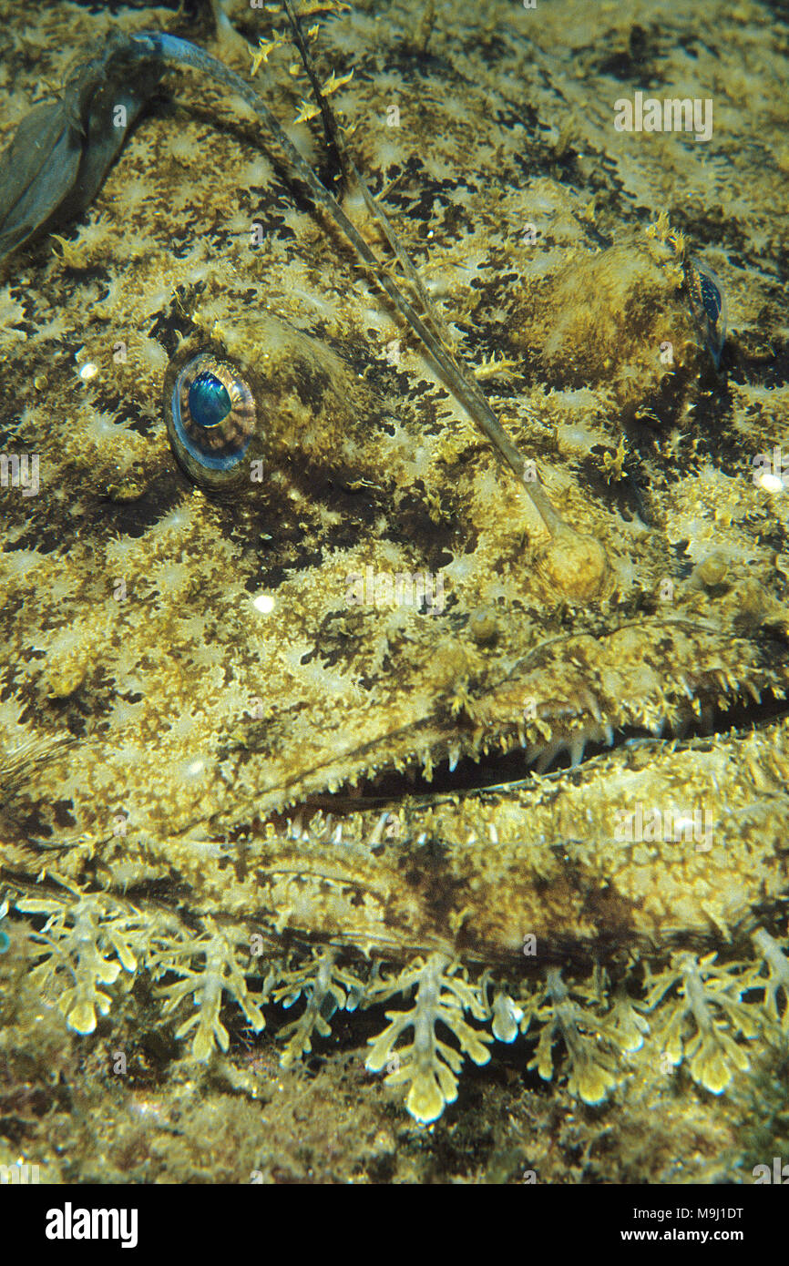 Poisson-pêcheur (Lophius piscatorius), poissons comestibles populaires, Corse, France, Europe, Méditerranée Banque D'Images