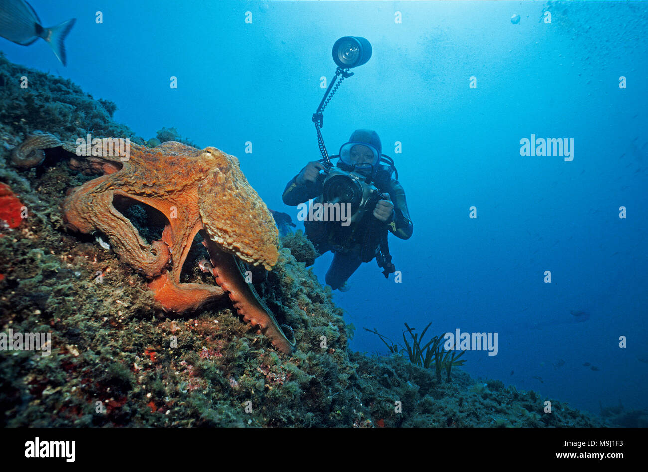Photographies de scuba diver un poulpe commun (Octopus vulgaris) à un récif de la méditerranée, Benidorm, Costa Blanca, Espagne, Europe Banque D'Images