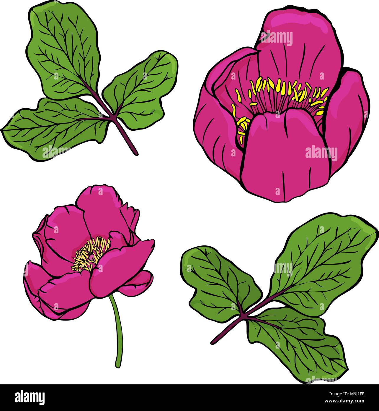 La pivoine rouge foncé peint d'une pivoine ou Crimée taurian et brindille verte avec des feuilles isolées sur fond blanc Illustration de Vecteur