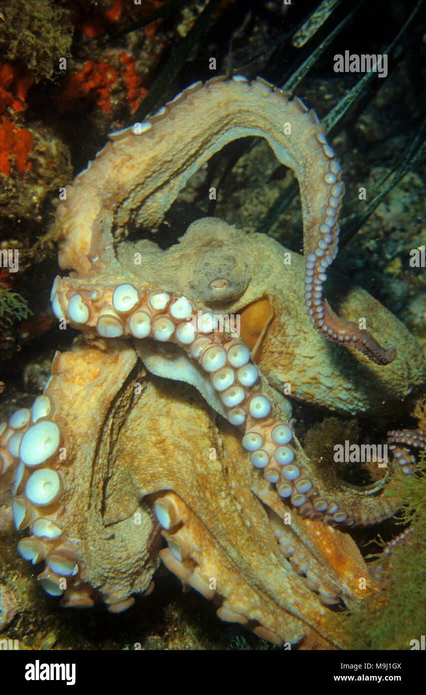 Poulpe commun (Octopus vulgaris), l'accouplement, Benidorm, Costa Blanca, Espagne, Europe Banque D'Images