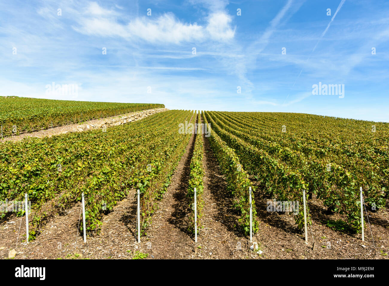 Rangées de vigne dans un vignoble de Champagne bleu sous un ciel nuageux. Banque D'Images