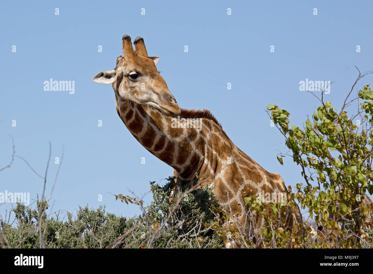 Girafe, la faune dans le parc national d'Etosha, Namibie, Afrique du Sud Banque D'Images