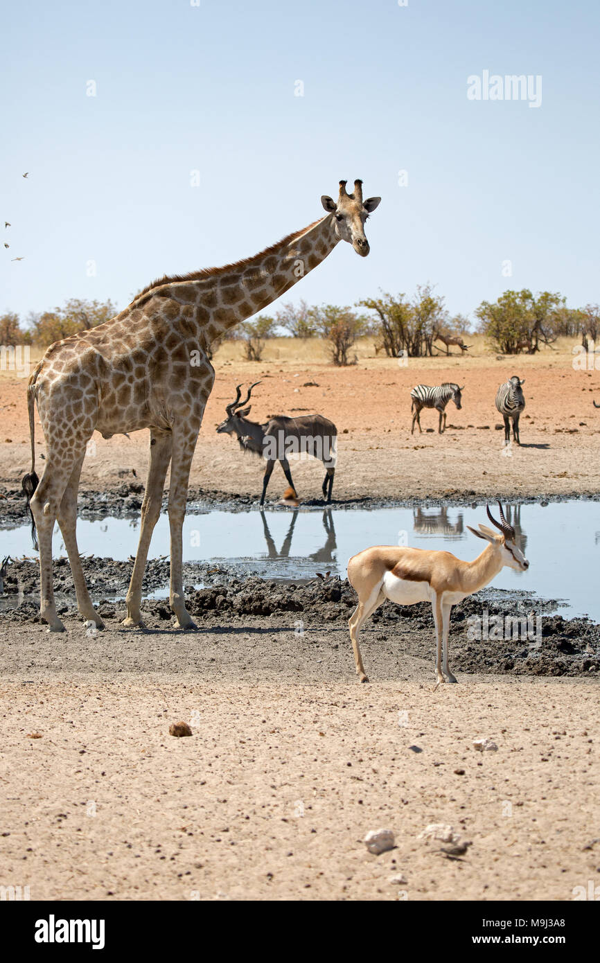 Girafe, la faune dans le parc national d'Etosha, Namibie, Afrique du Sud Banque D'Images