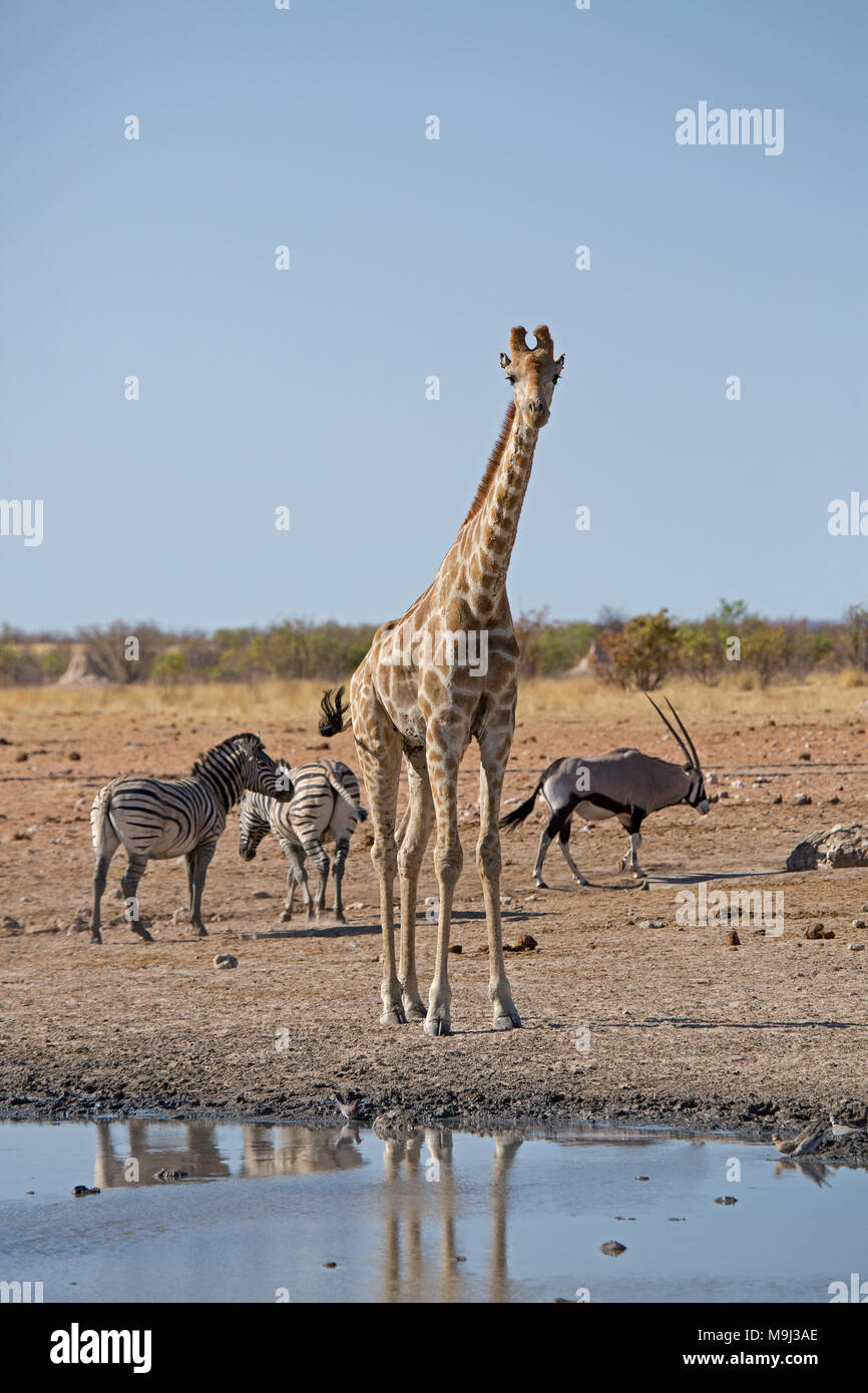 Girafe et amis, Wildlifein Afrique Namibie Banque D'Images