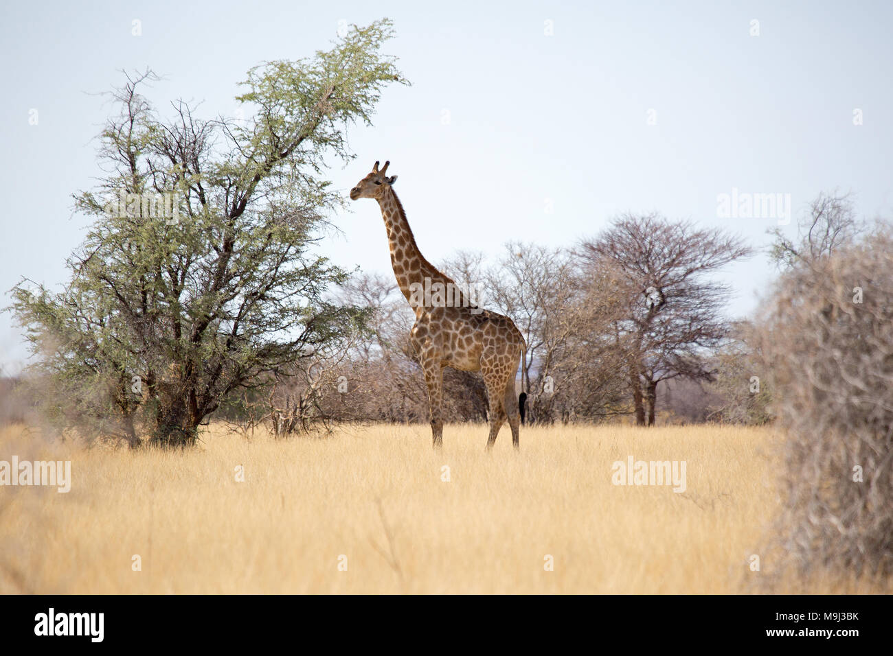 Girafe, la faune dans le parc national d'Etosha, Namibie, Afrique du Sud Banque D'Images