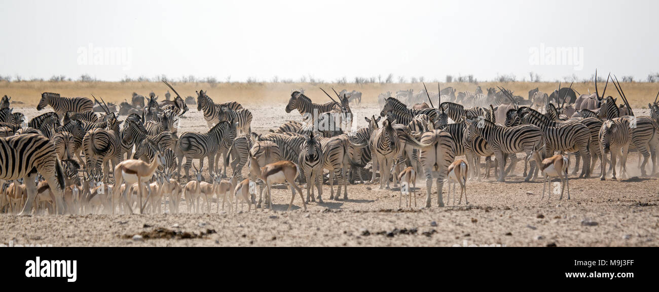 Zebra, Kudu et Springbok, la faune dans le parc national d'Etosha, Namibie, Afrique du Sud Banque D'Images