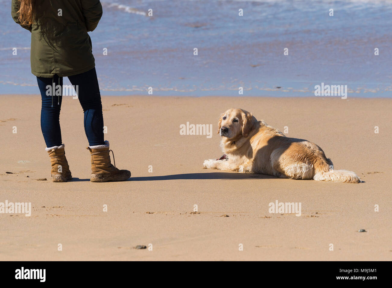 Un chien et son propriétaire sur une plage. Banque D'Images