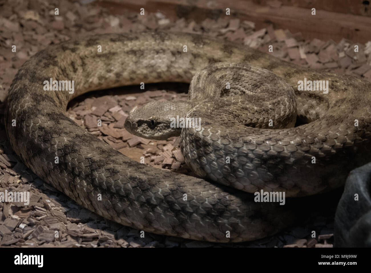 Serpent venimeux dangereux dans le terrarium - viper Tapis Banque D'Images