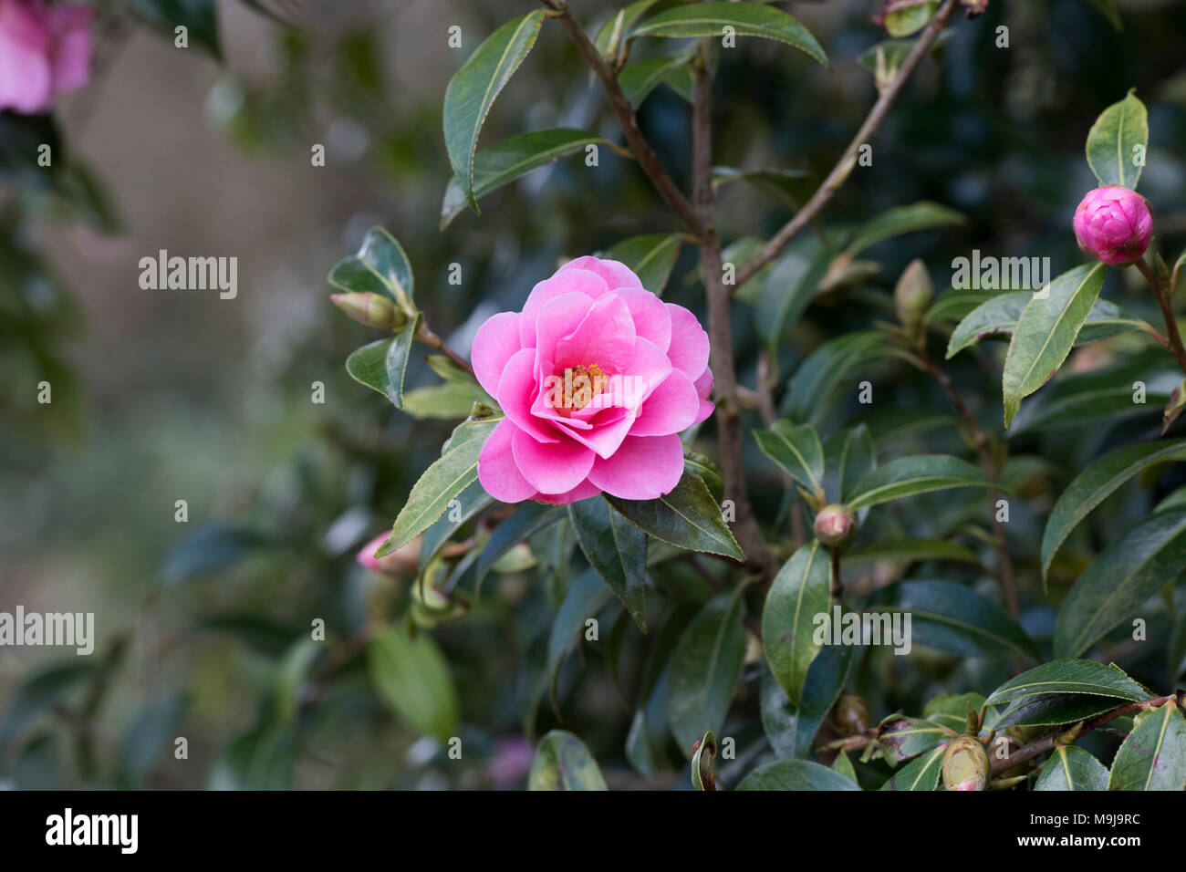 Camellia x williamsii 'Crinkles' fleur en mars. UK Banque D'Images