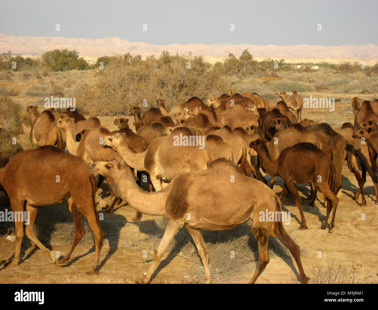 Troupeau de chameaux dans le désert de Judée par Qumrân près de la Mer Morte Israël Banque D'Images