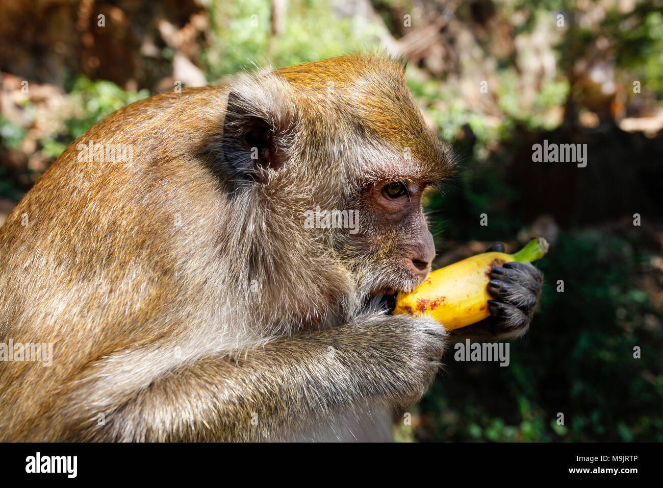 Banane poilue Banque de photographies et d’images à haute résolution