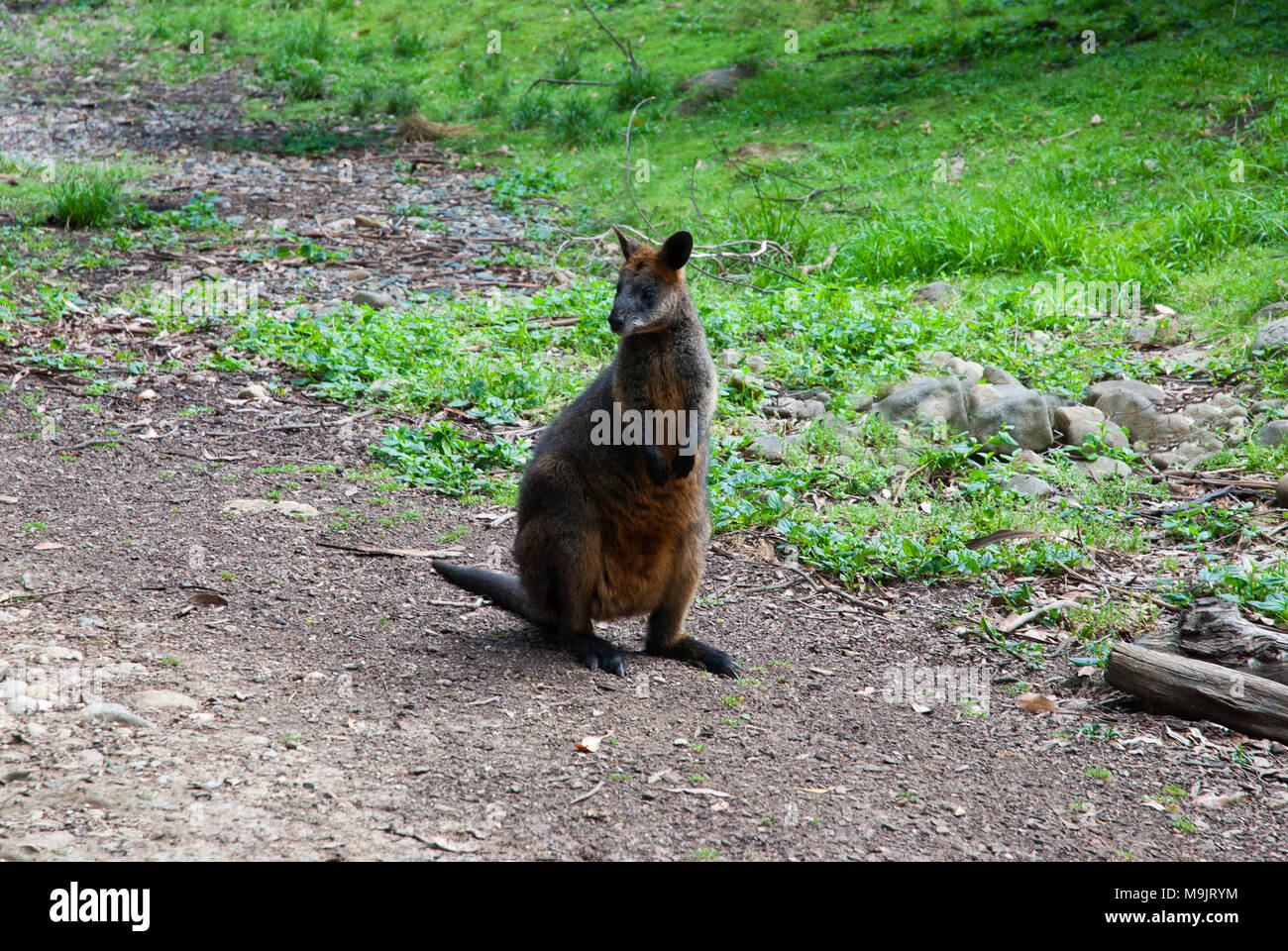 Jeune kangourou rouge sur l'arrière-plan Banque D'Images