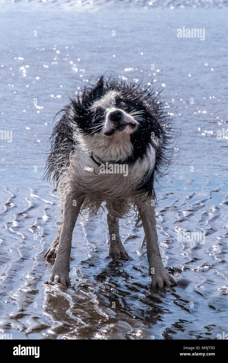 Les chiens mouillés à la plage Banque D'Images