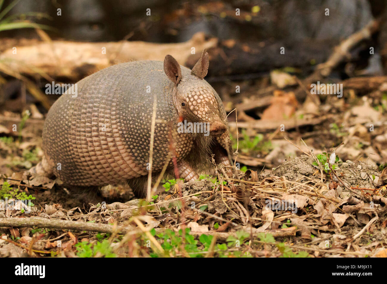 Un tatou cherche après l'enracinement dans la terre à la Sequoyah National Wildlife Refuge situé dans Vian Ohio 2018 Banque D'Images