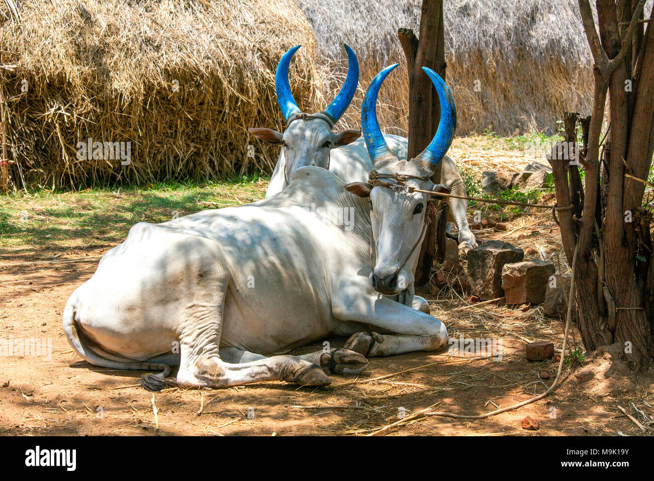 Le bétail de Athoor village, Tamil Nadu, Inde. Banque D'Images
