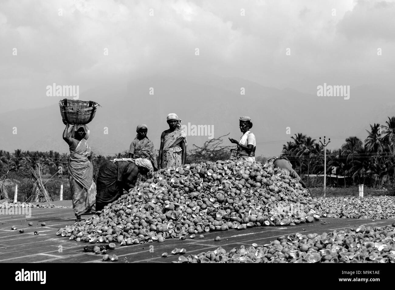 Le séchage des noix de coco et de coprah décisions - Tamil Nadu, Inde. Banque D'Images
