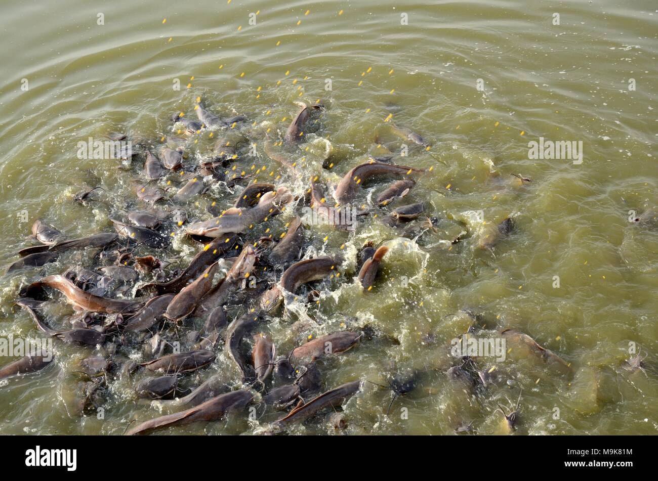 Nourris de poissons-chats dans le lac Gadisar Jaisalmer pour un bon karma Rajashan Inde Banque D'Images