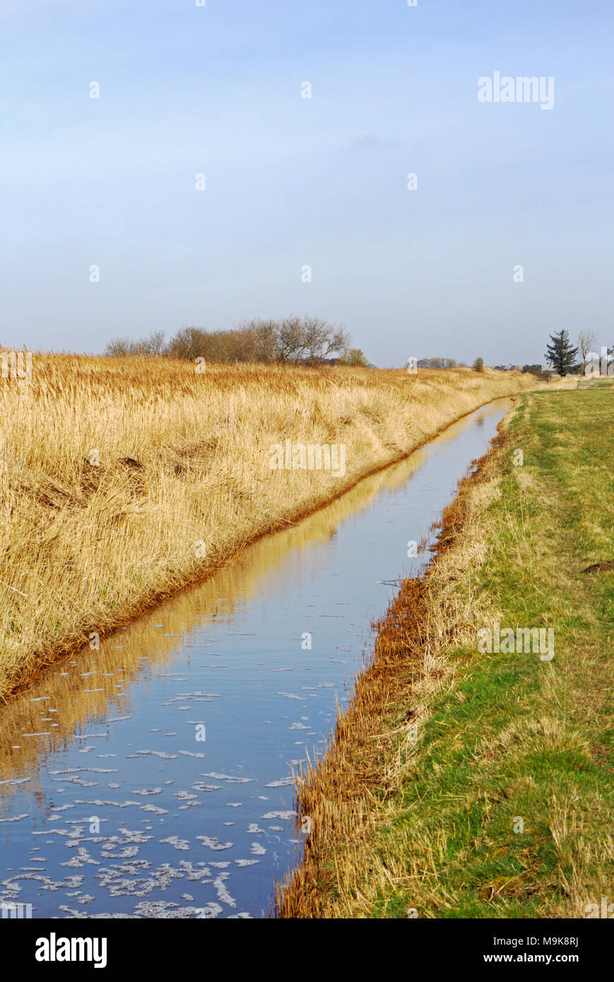 Une digue de drainage des marais par le pâturage sur les Norfolk Broads à Horsey, Norfolk, Angleterre, Royaume-Uni, Europe. Banque D'Images