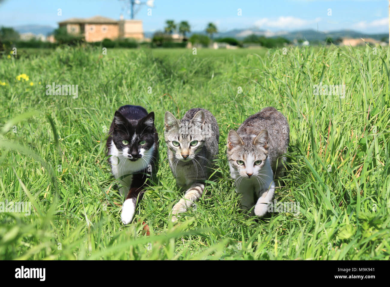 Trois chats marchant sur un pré vert Banque D'Images