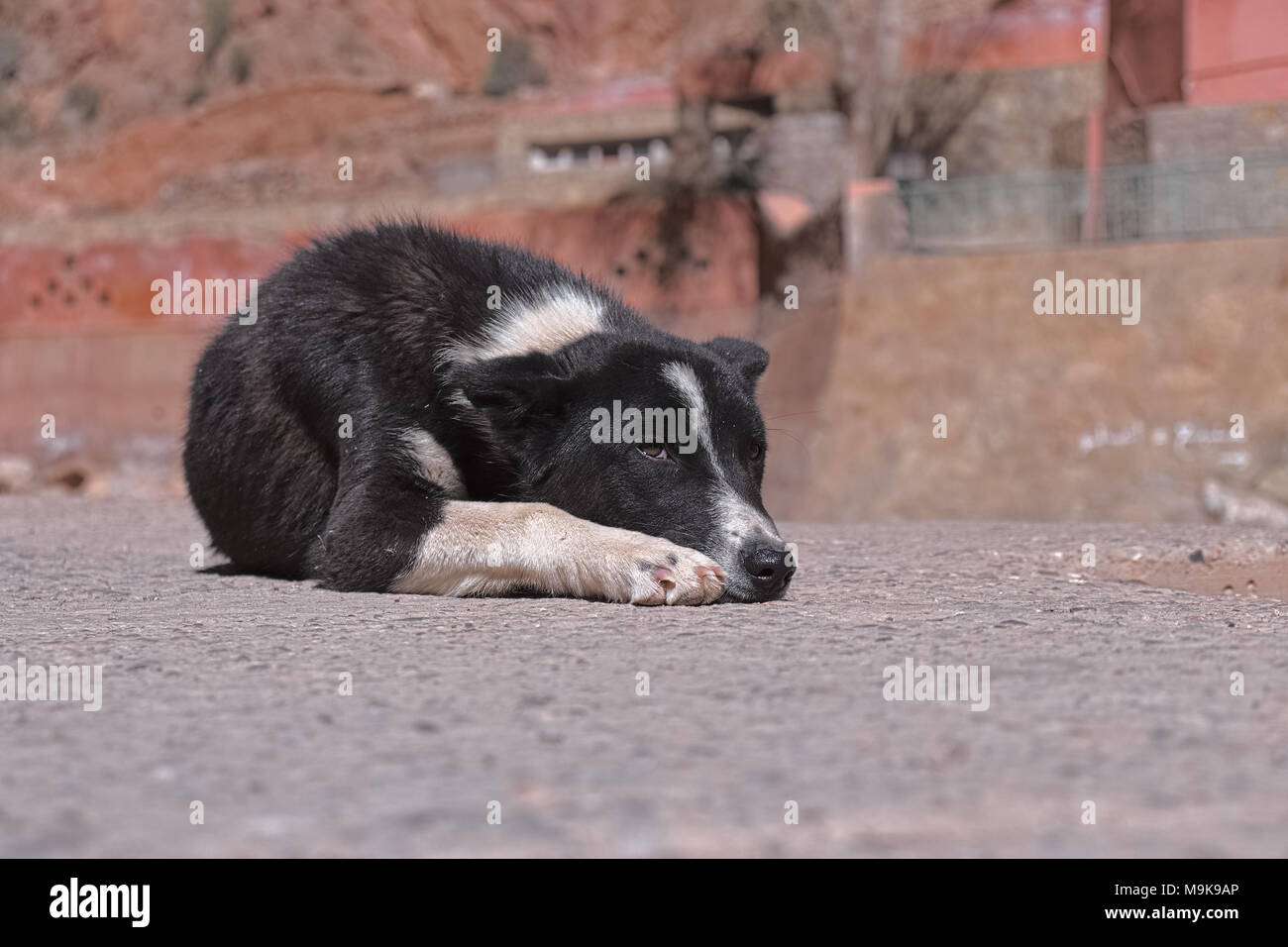 Chien à des Gorges du Dadès, au Maroc. Banque D'Images