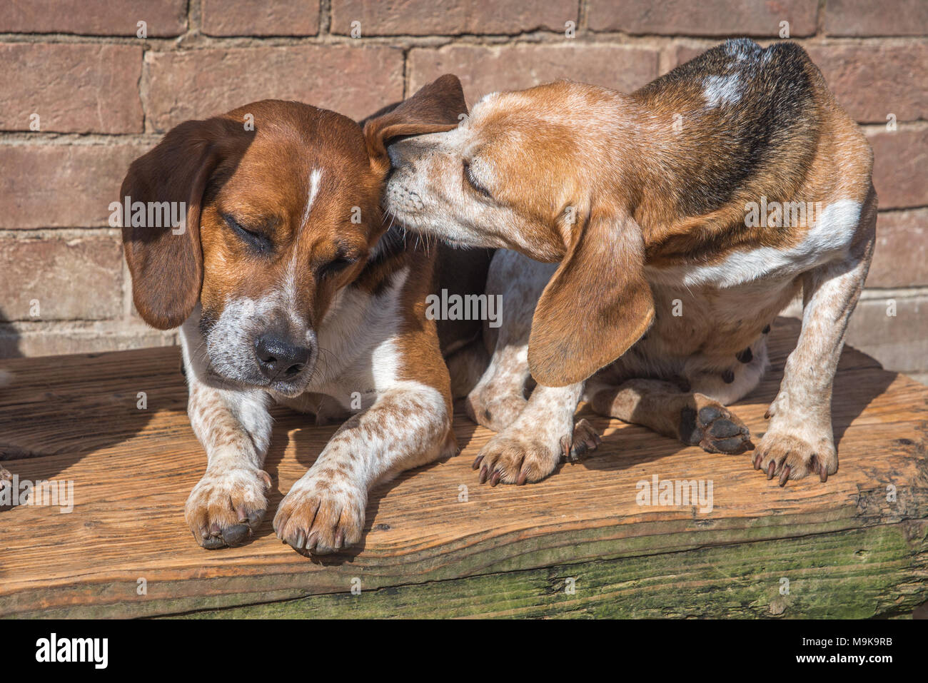 Deux chiens l'un chuchotement dans l'oreille d'autres assis tous les deux sur un banc Banque D'Images