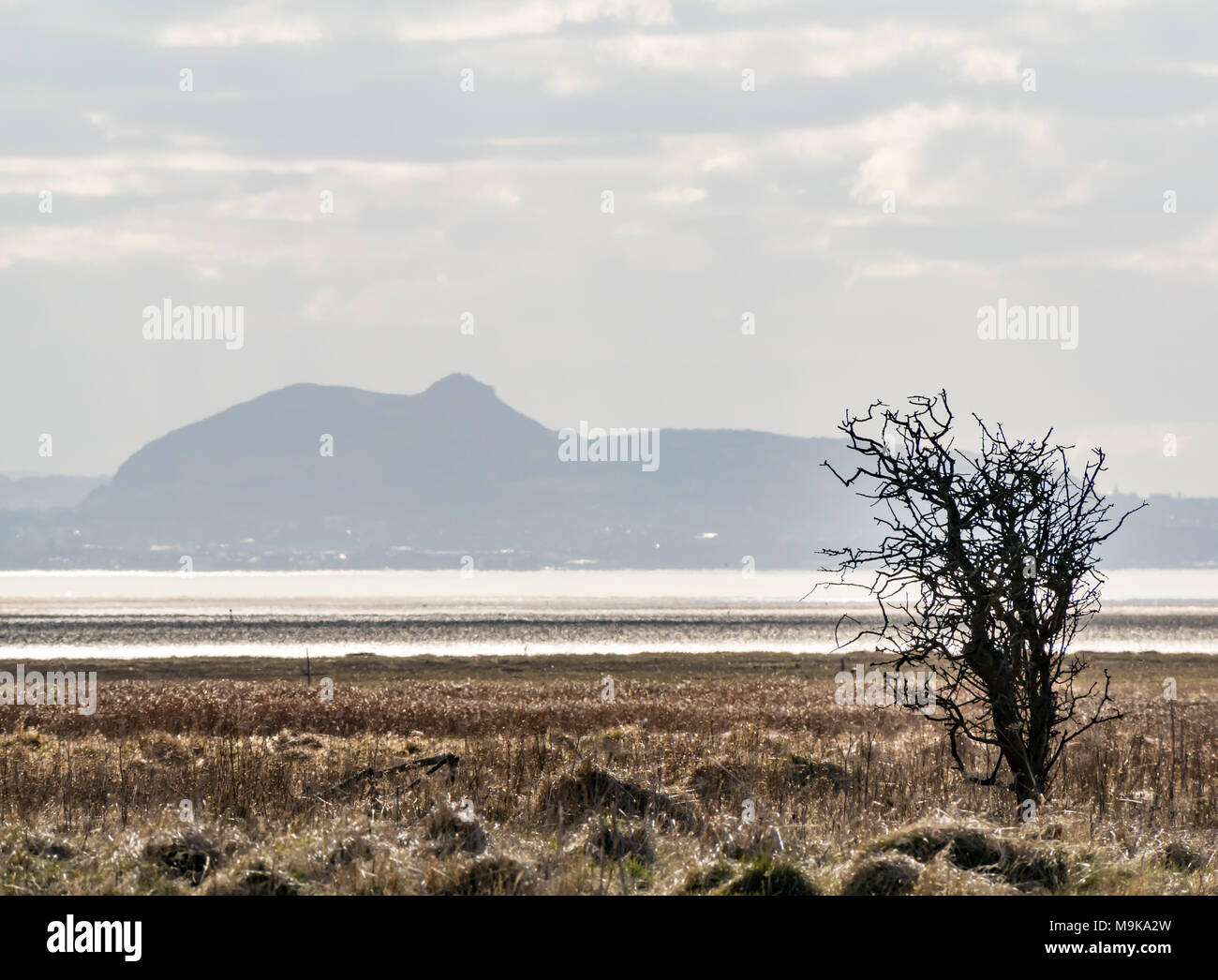 Buisson d'ossature avec Arthur's Seat contours à Édimbourg au loin, vu de Aberlady Réserve Naturelle, East Lothian, Scotland, UK Banque D'Images Buisson d'ossature avec Arthur's Seat contours à Édimbourg au loin, vu de Aberlady Réserve Naturelle, East Lothian, Scotland, UK Banque D'Images