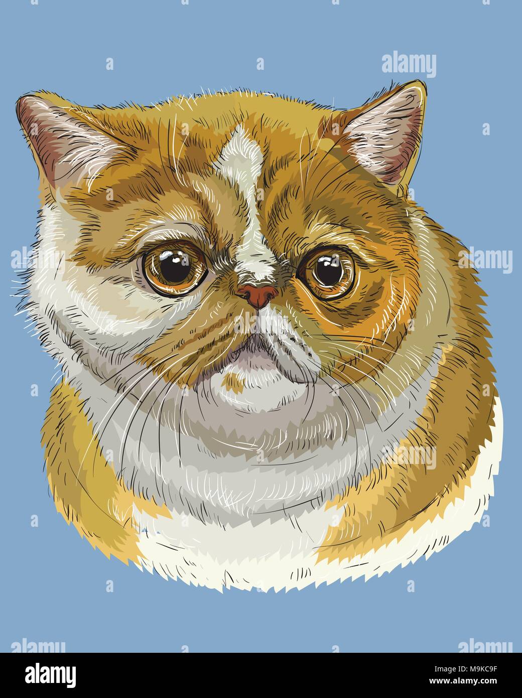 Contour vectoriel portrait coloré de curieux et surpris Exotic Shorthair Cat en blanc et orange. Dessin illustration isolé sur bleu Illustration de Vecteur