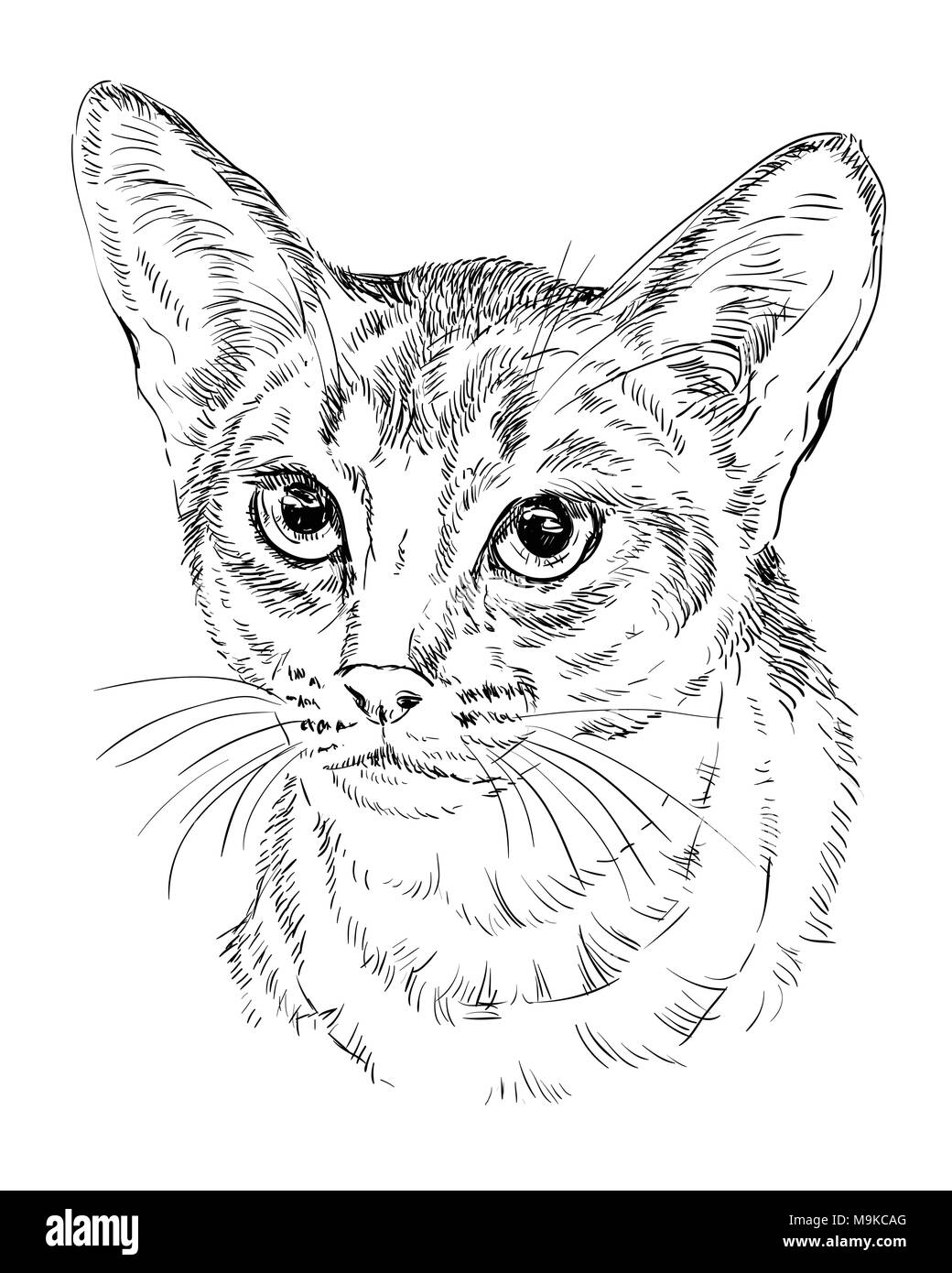 Contour vectoriel portrait monochrome de curieux chat abyssin en couleur noir. Dessin illustration isolé sur fond blanc Illustration de Vecteur
