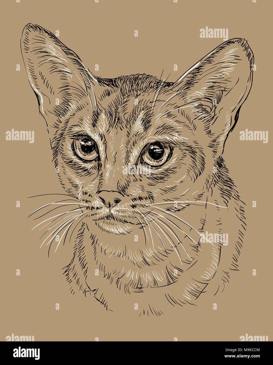 Contour vectoriel portrait monochrome de curieux chat abyssin en noir et blanc. Dessin illustration isolé sur fond brun Illustration de Vecteur