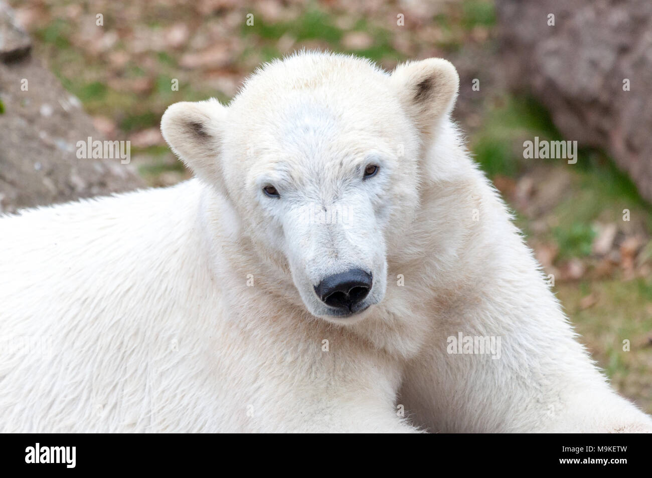 Une tête portrait d'un ours de glace Banque D'Images