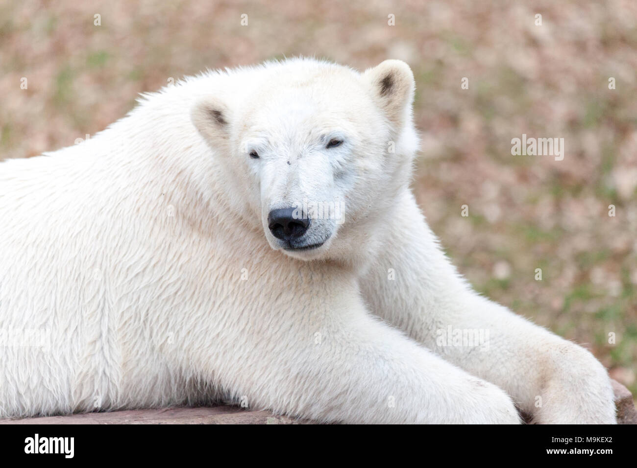 Une tête portrait d'un ours de glace Banque D'Images