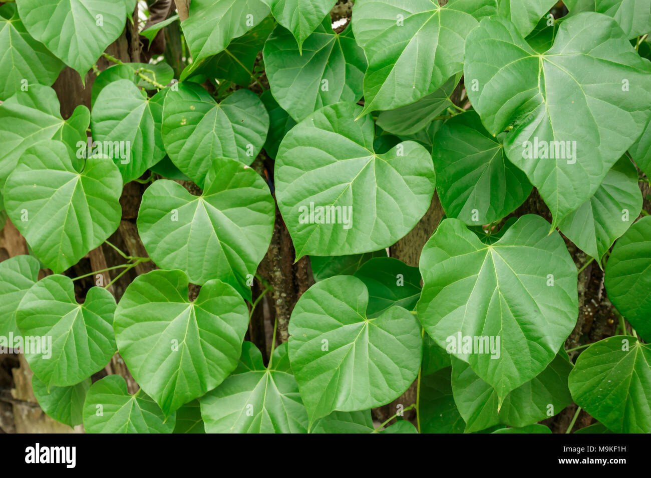 Les feuilles et les vignes Tinospora crispa arbre dans le jardin Banque D'Images