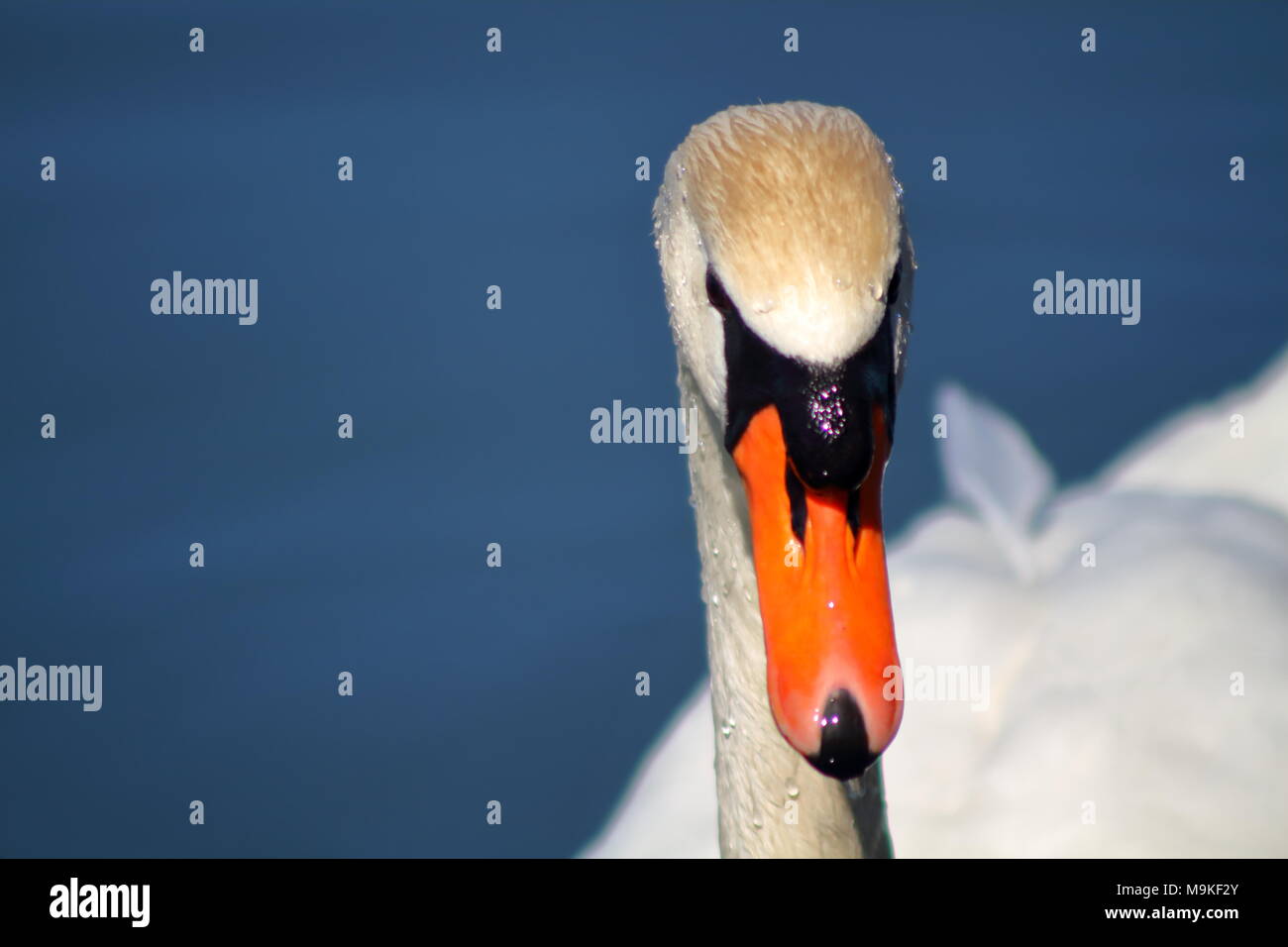 Swan fixant directement l'appareil photo prise dans un marais à Hamilton Ontario Canada Banque D'Images