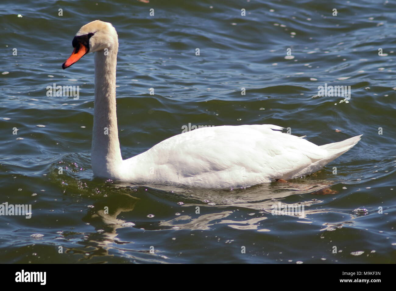 Swan flottant sur l'ouverture dans l'eau dans le port de Hamilton, sur le lac Ontario Banque D'Images