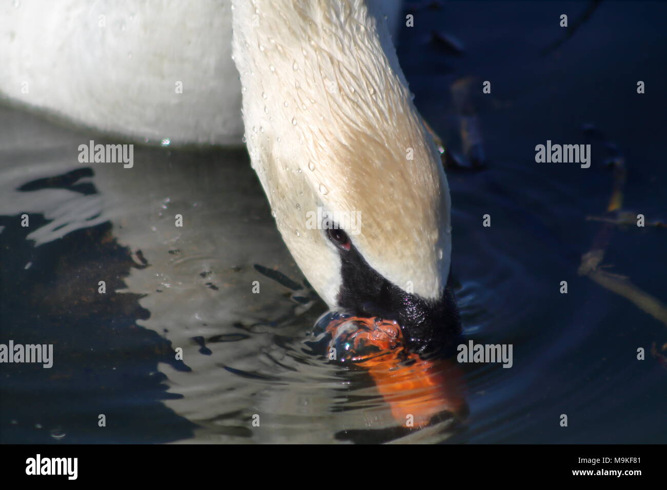 Close up d'un cygne muet se nourrissent sur le fond d'un marais à Hamilton Ontario Canada Banque D'Images