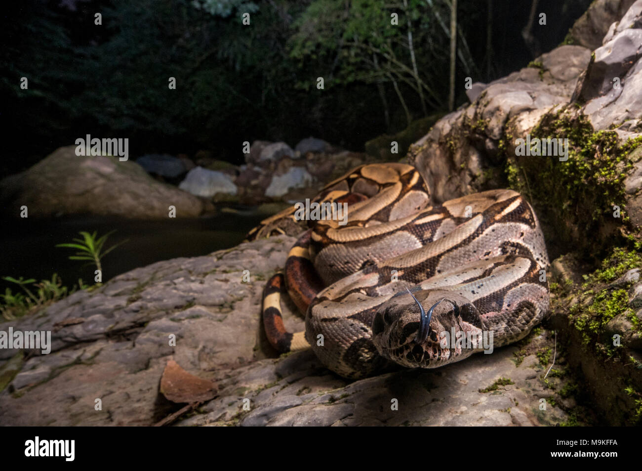 L'un des plus impressionnants des serpents, néotropicale le boa constrictor ! Un énorme et joli ce serpent fut trouvé dans la jungle du nord du Pérou. Banque D'Images