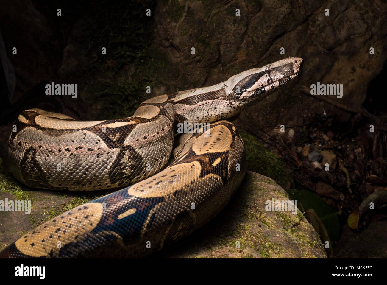 L'un des plus impressionnants des serpents, néotropicale le boa constrictor ! Un énorme et joli ce serpent fut trouvé dans la jungle du nord du Pérou. Banque D'Images