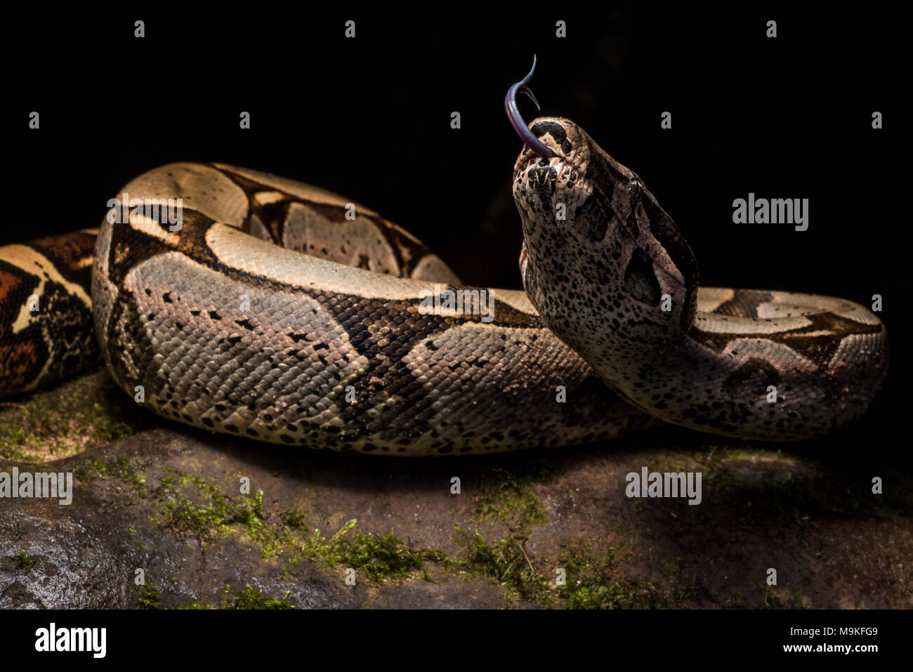 L'un des plus impressionnants des serpents, néotropicale le boa constrictor ! Un énorme et joli ce serpent fut trouvé dans la jungle du nord du Pérou. Banque D'Images
