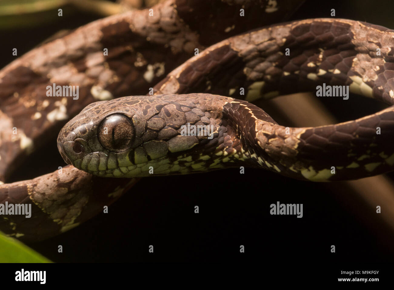 Un escargot serpent manger néotropicale (Dipsas indica) dans la jungle du Pérou. Harmelss à l'homme, cette espèce se nourrit exclusivement sur les escargots sur les limaces. Banque D'Images