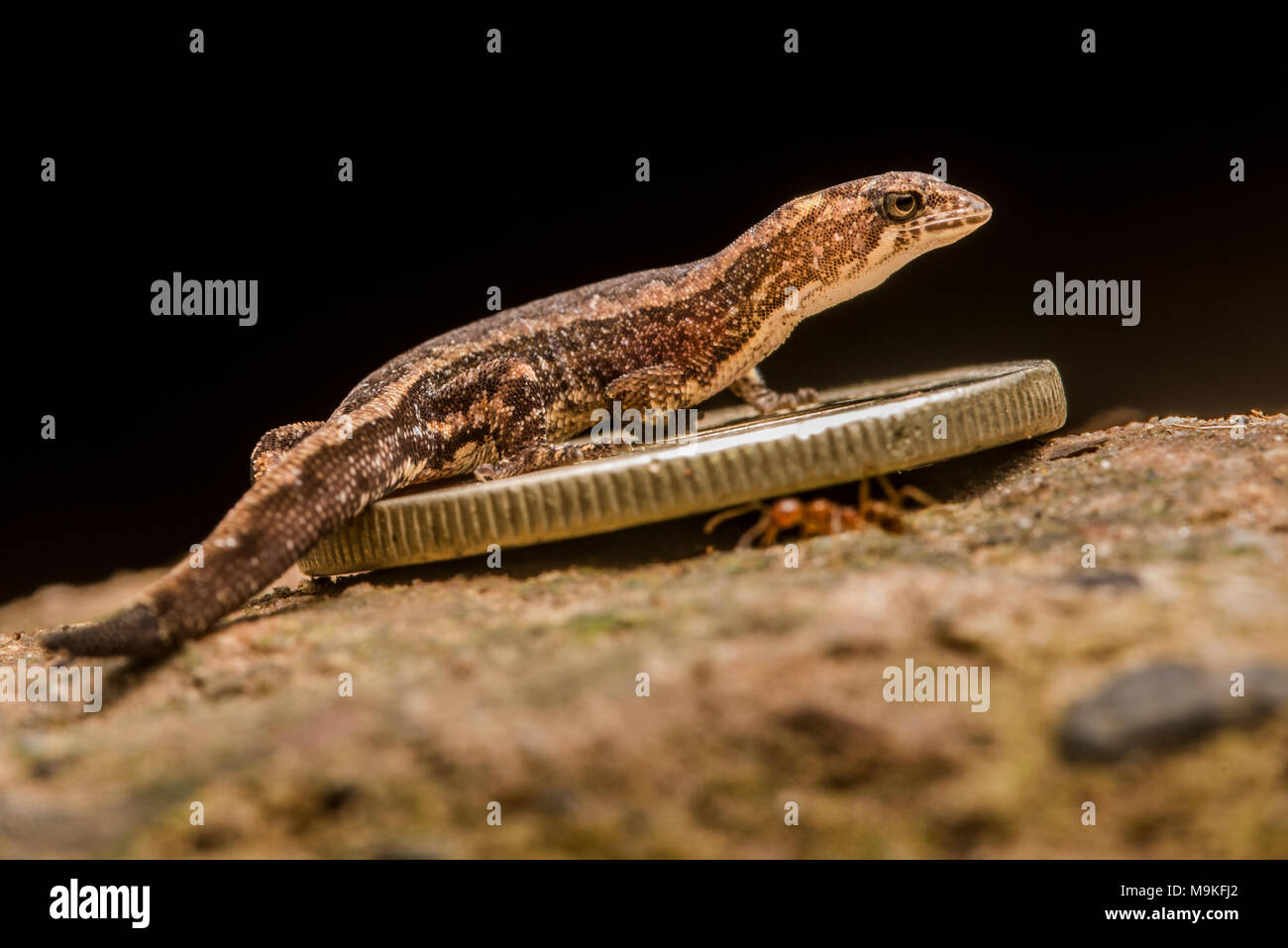 Cette petite espèce de gecko (Psuedogonatodes sp.) est une des plus petites espèces de reptiles et est éclipsé par une petite pièce de monnaie. Banque D'Images